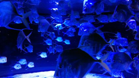 Selene Vomer - Lookdowns Aquarium